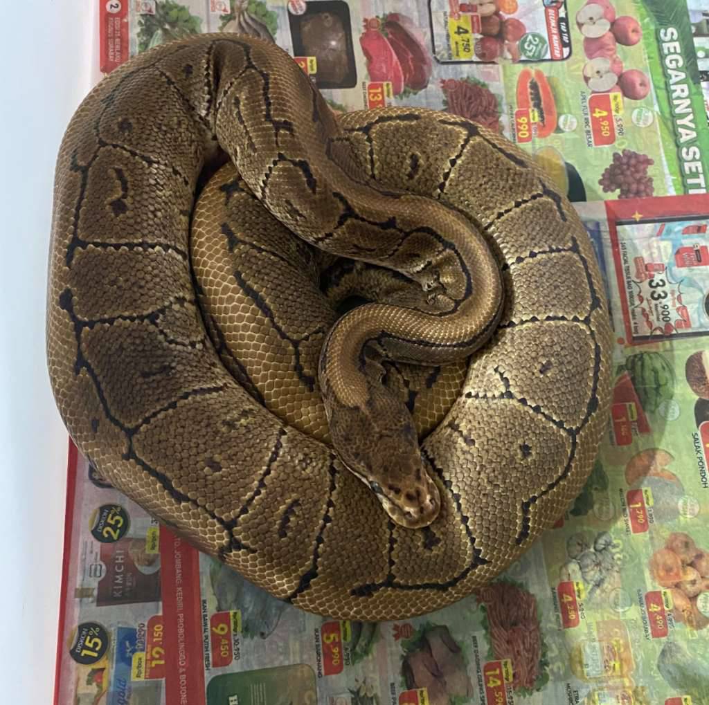 spotnose-pinstripe-het-clown-proven-EYUU1JTDB9