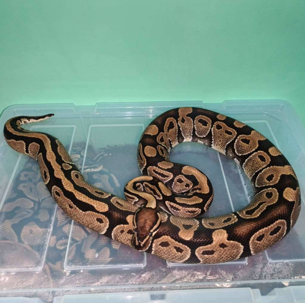 normal-100-het-clown-proven-T8BO77APCI