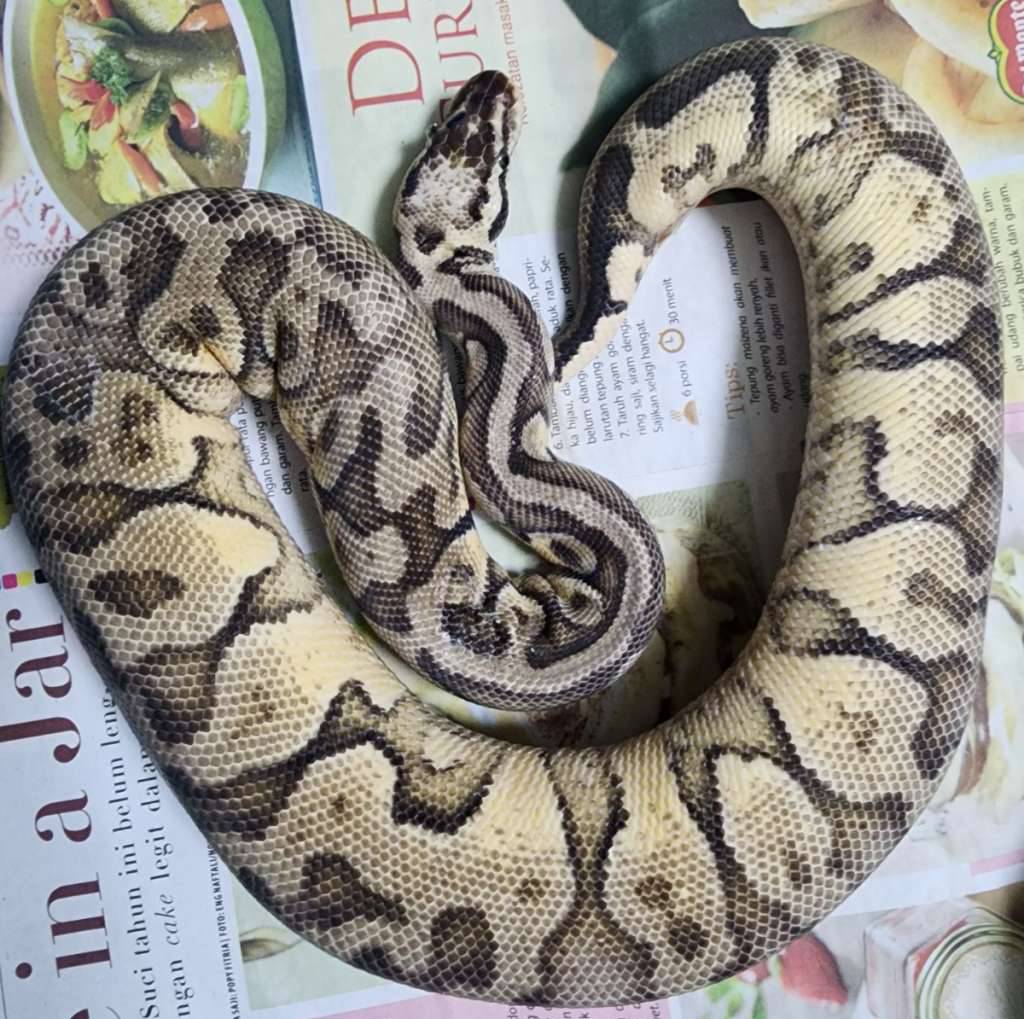 f-super-pastel-yb-het-dg-W3RP9AG2IS