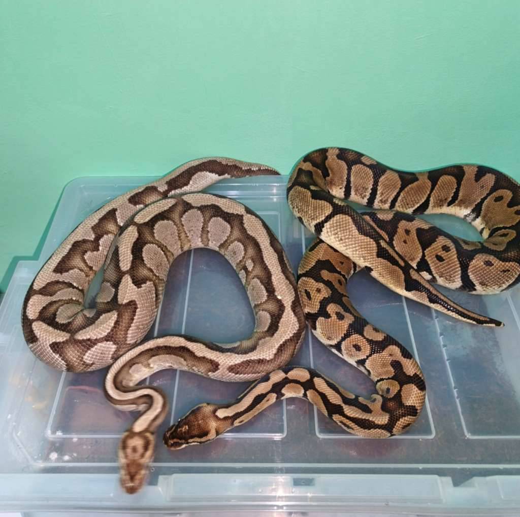 1-pair-male-fire-specter-het-clown-100-proven--female-fire-poss-pastel--firefly-proven-5ABQTPE1PZ