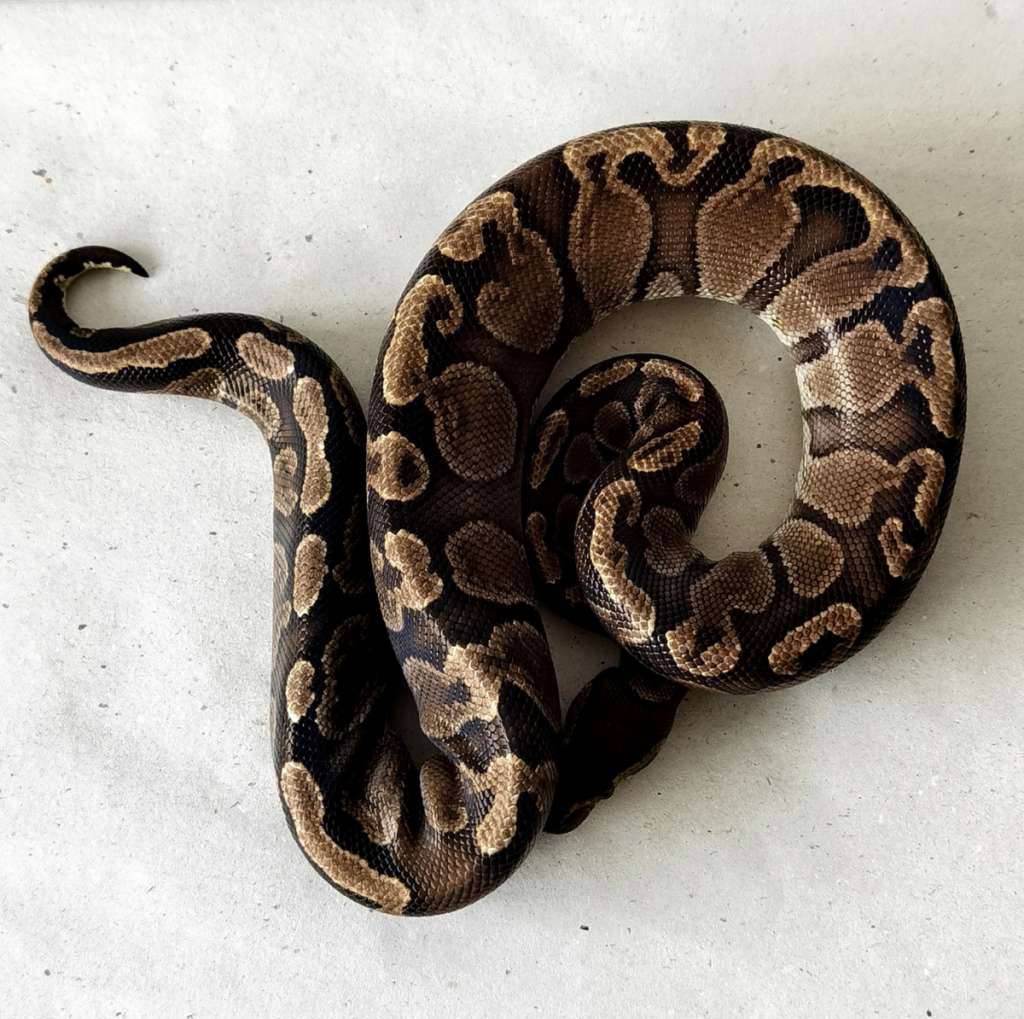 f-ghi-100-het-hypo-XKUA9UNATN