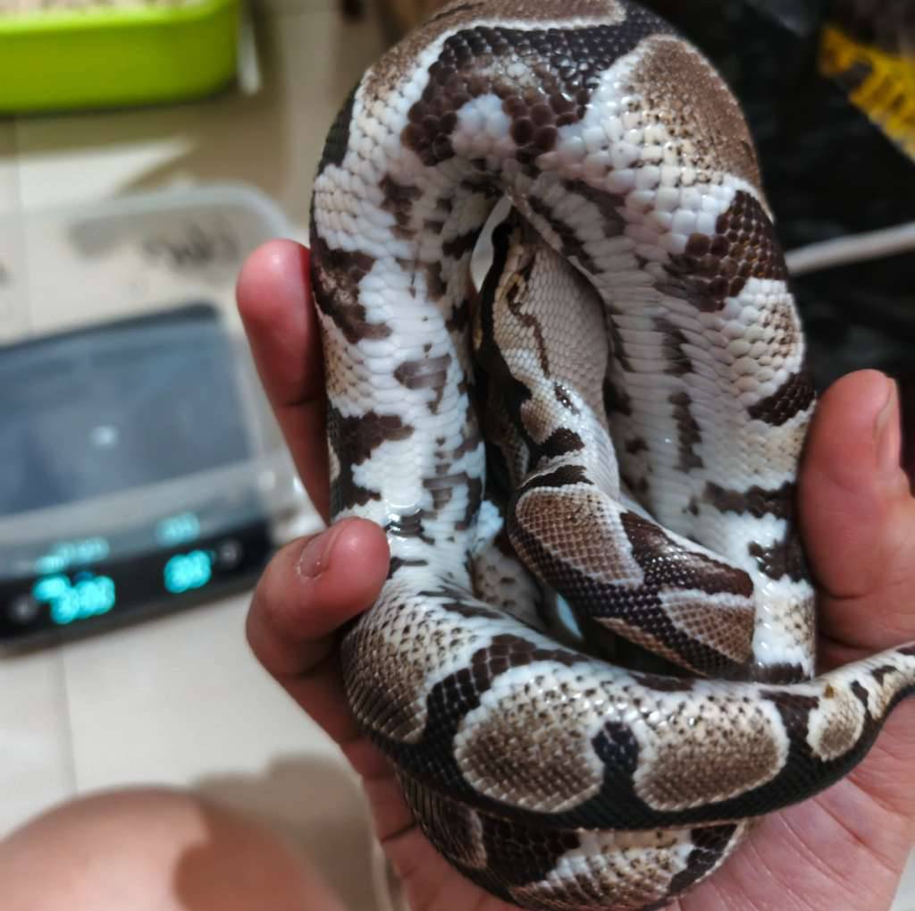 female-het-dessert-ghost--f-het-dg--OC66W8TRJW