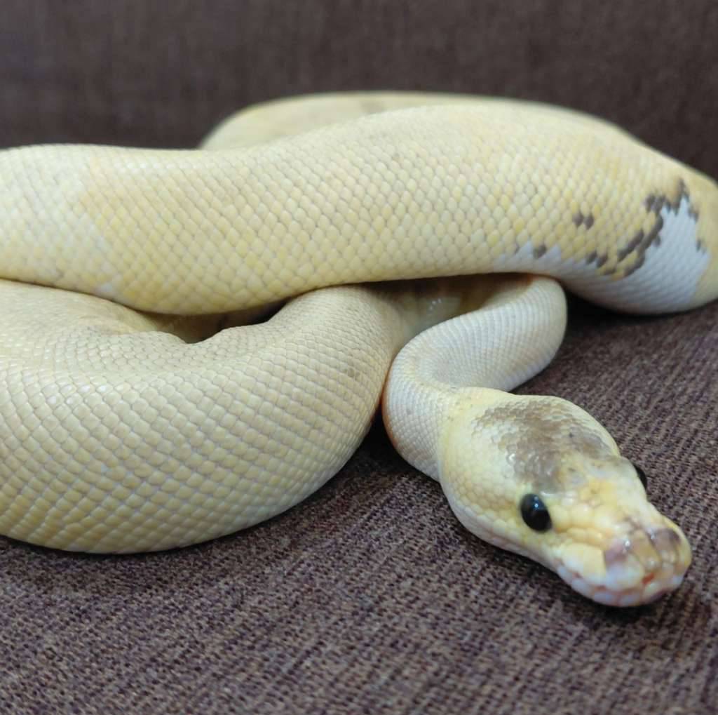 champagne-pastel-posshet-pied-VHH5PKHK23