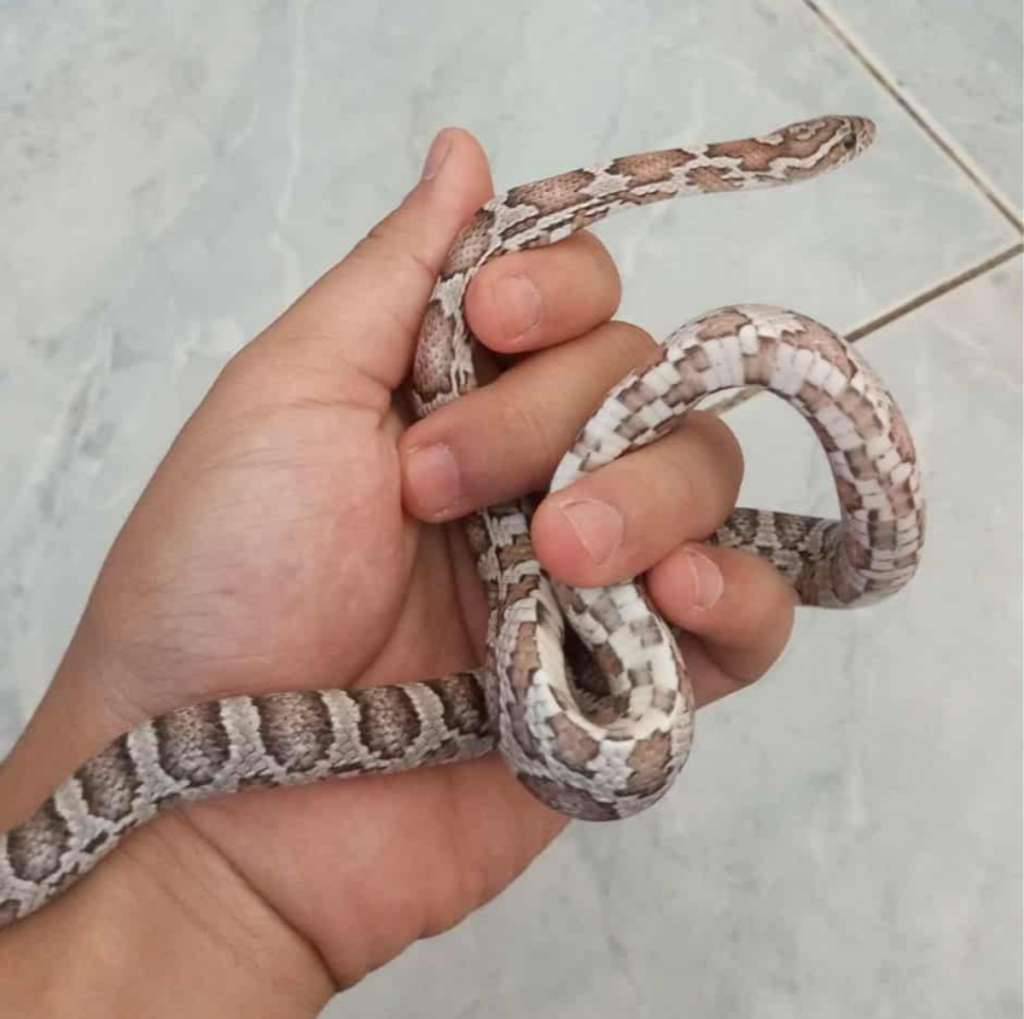cornsnake-anery-het-motley-female-Y60EP14ZCG