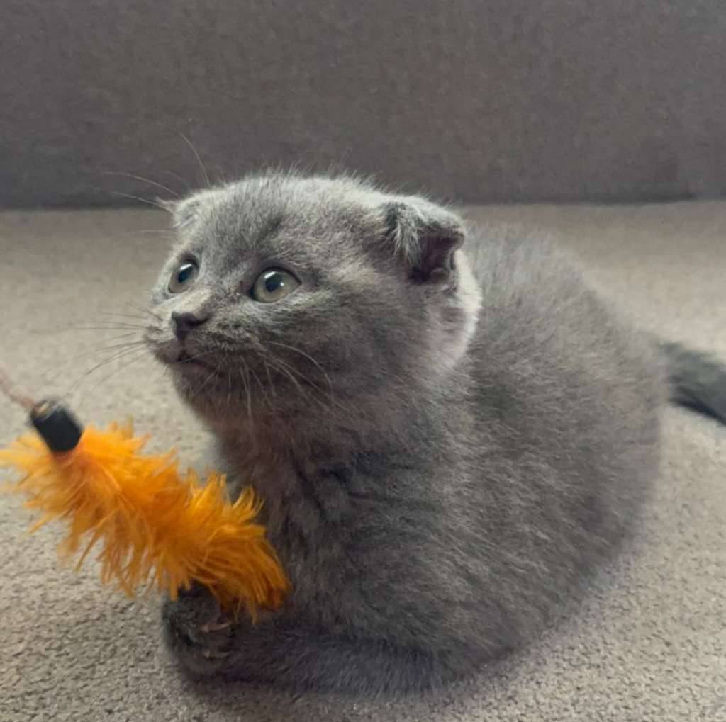 bsh-x-scottish-65821TOU86