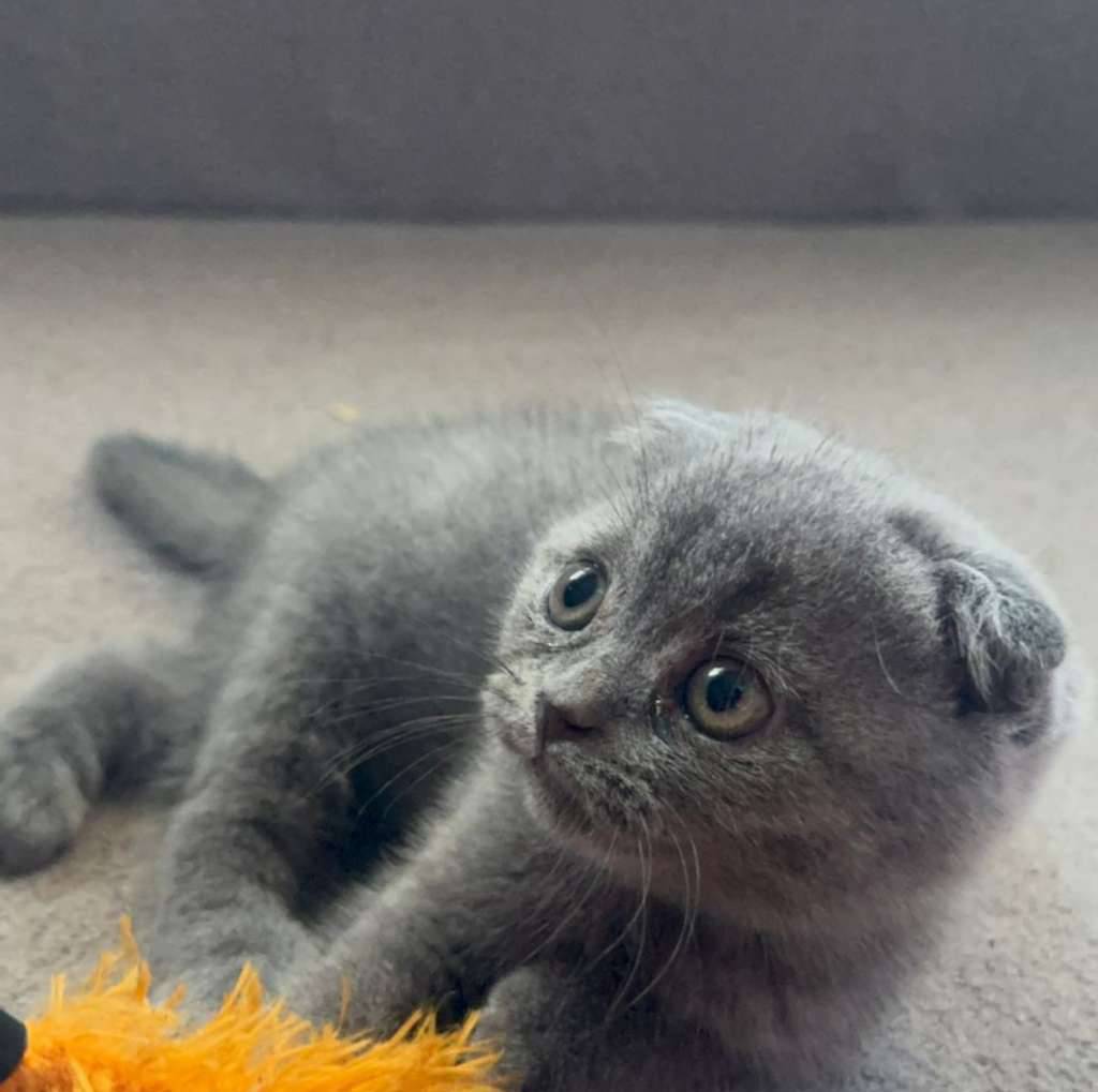 bsh-x-scottish-UKBPV4QSBF