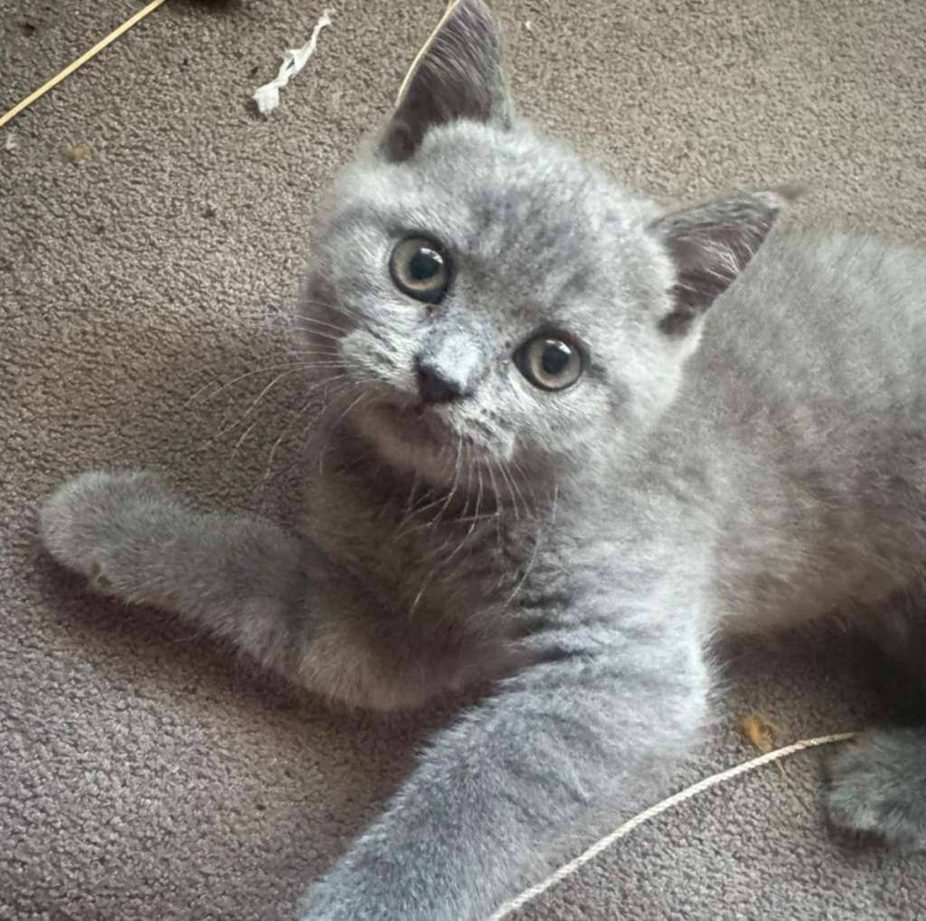 bsh-x-scottish-Y24FCHPQ49