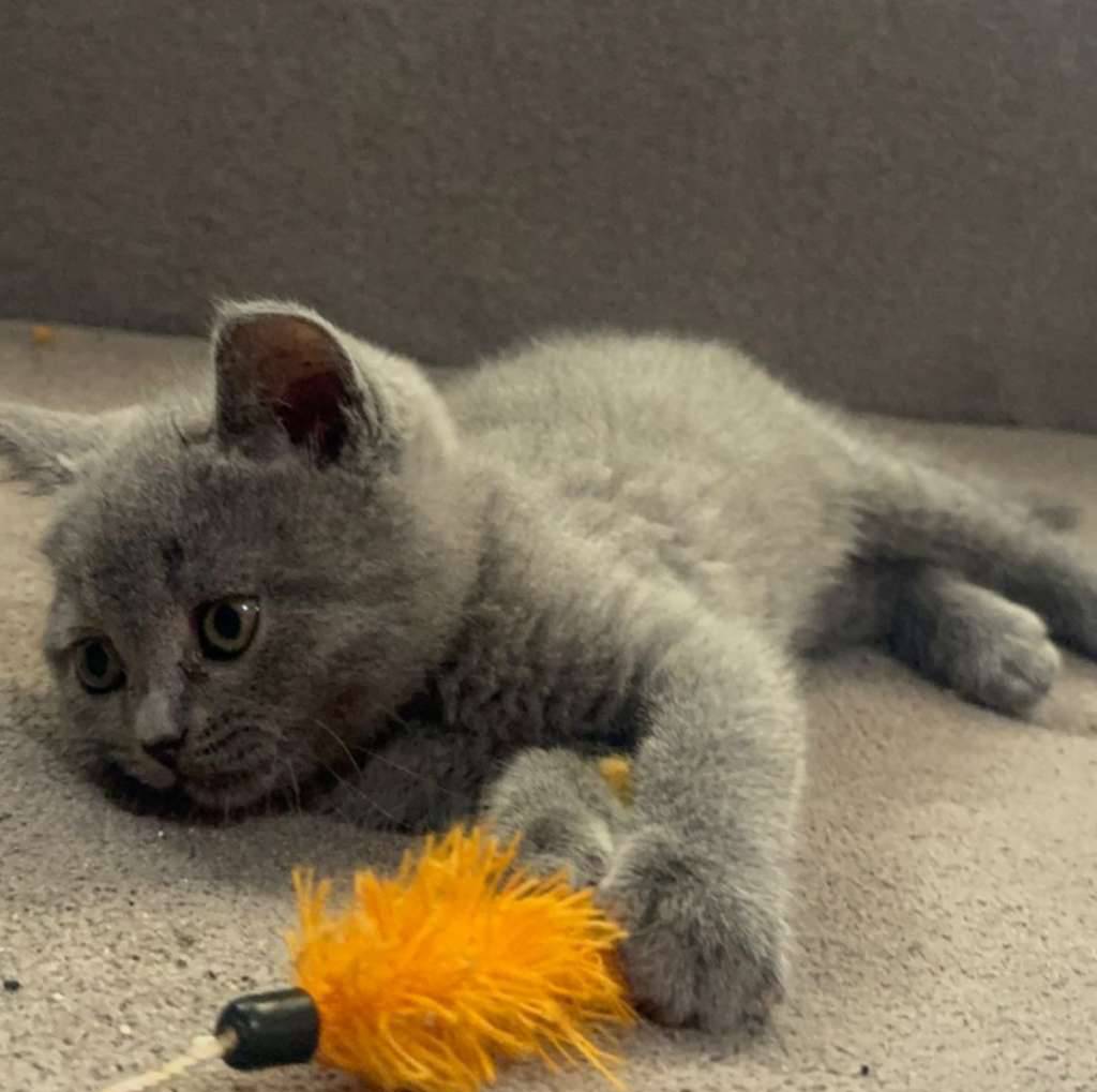 bsh-x-scottish-FJNL0K0US7