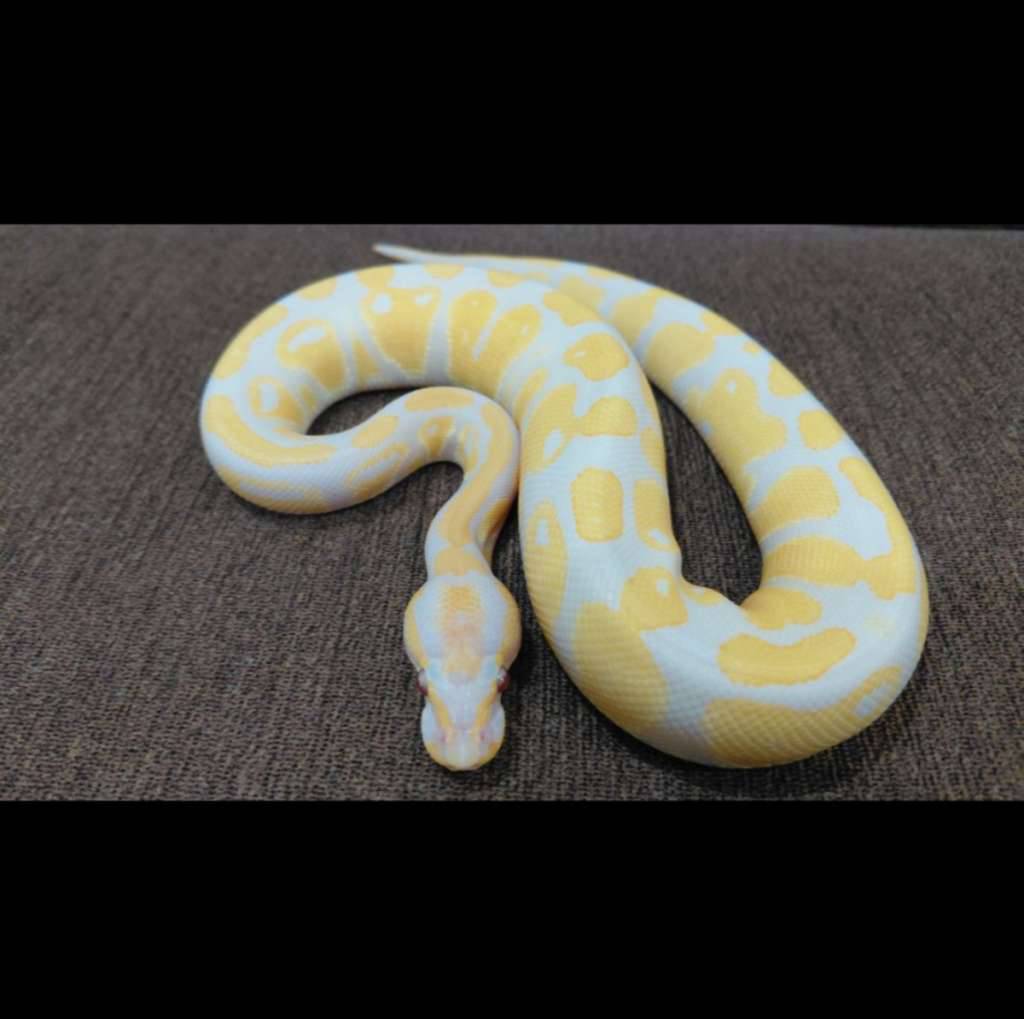 lavender-het-pied-posshet-clown-2DZFXGPF5D