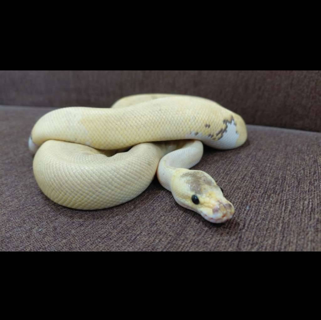 champagne-pastel-posshet-pied-8ZQU1R30RJ