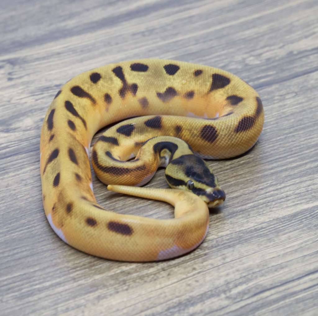 leopard-orange-dream-enchi-pied-poss-het-clown-C1GGLSG3XV