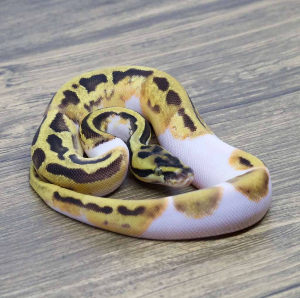 leopard-orange-dream-pied-poss-het-clown-39PK1FWXHB