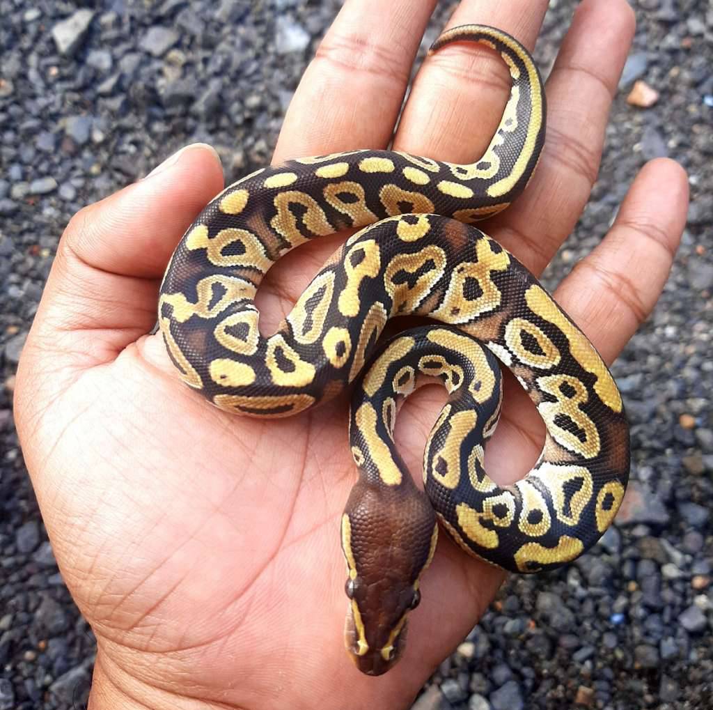 ball-python-mojave-specter-RPPVJHHL48