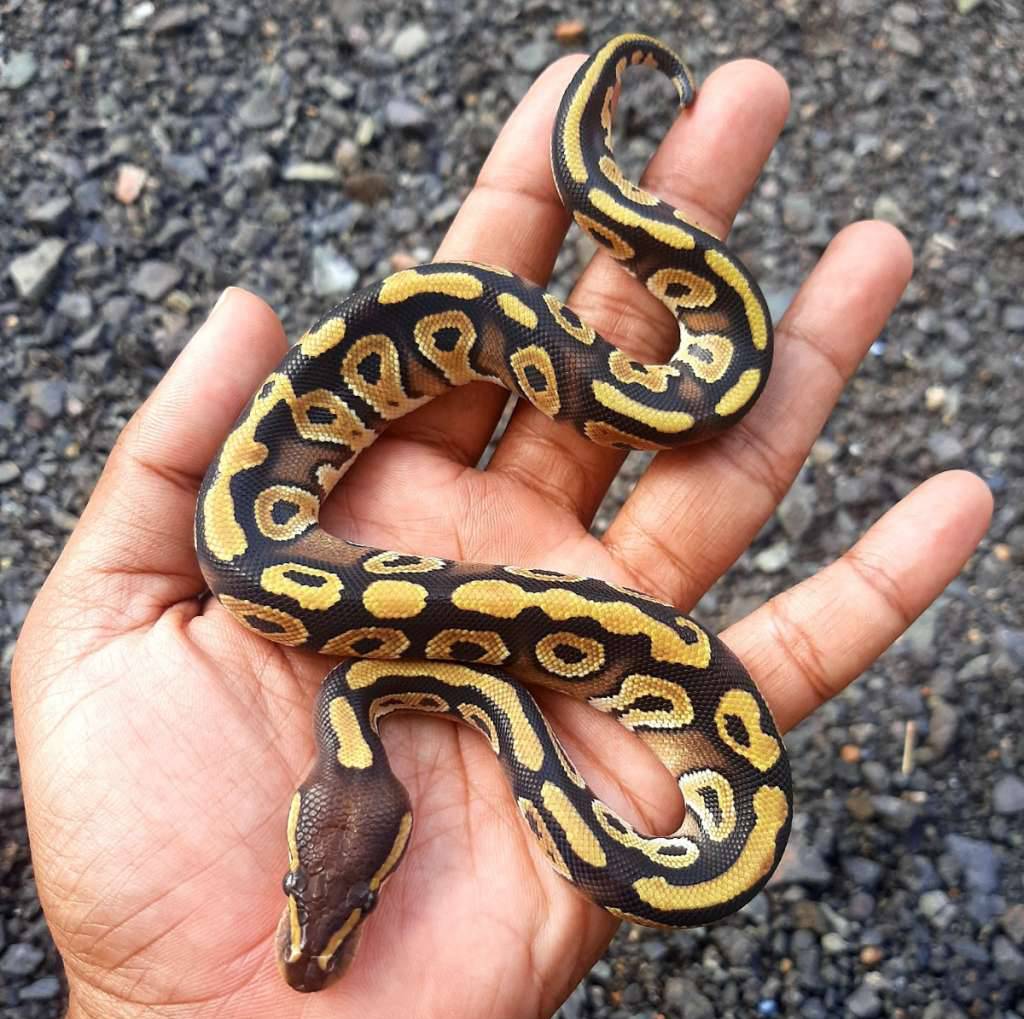 ball-python-mojave-specter-f-PNUG6U7FF0