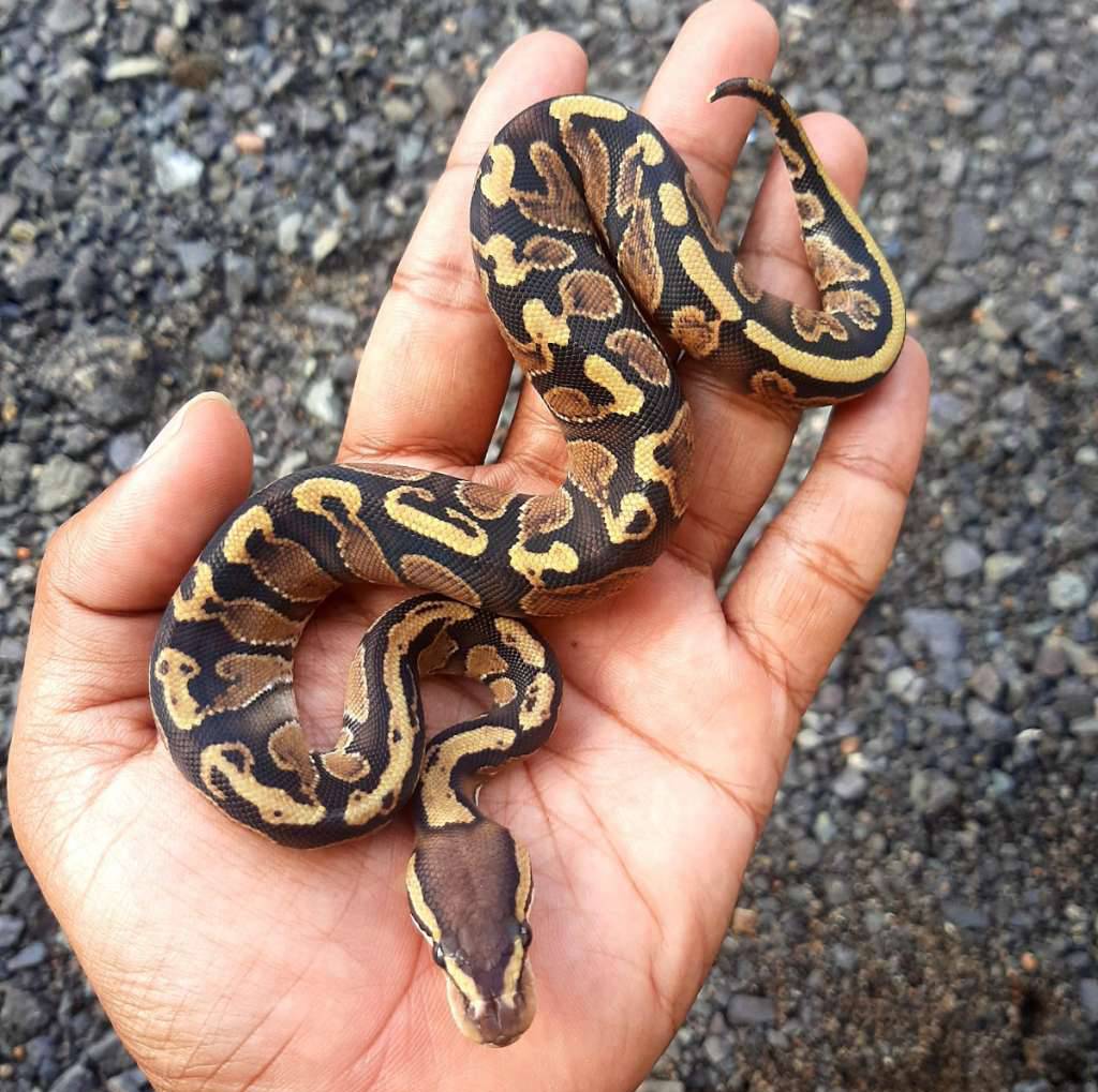 ball-python-ghi-mojave-f-ER0RXQGQH8