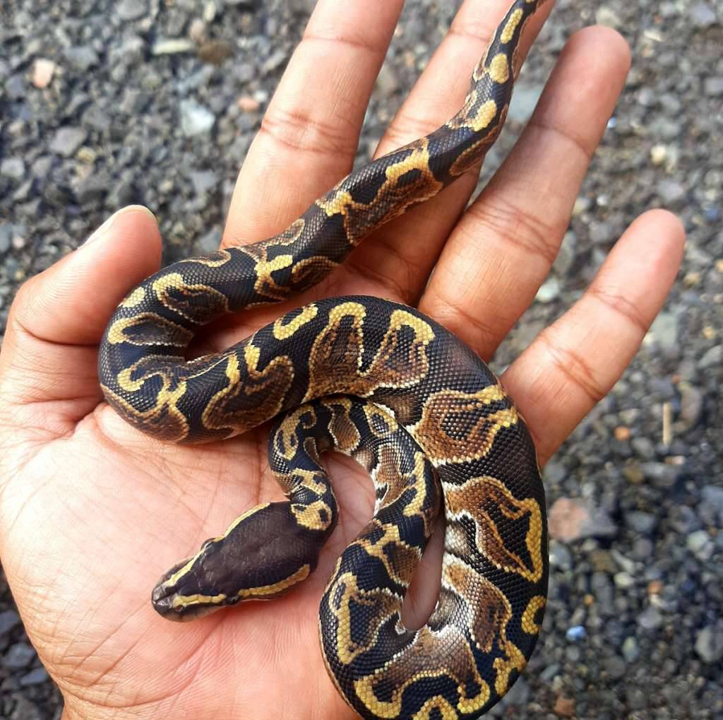 ball-python-ghi-23FOSGAQXB