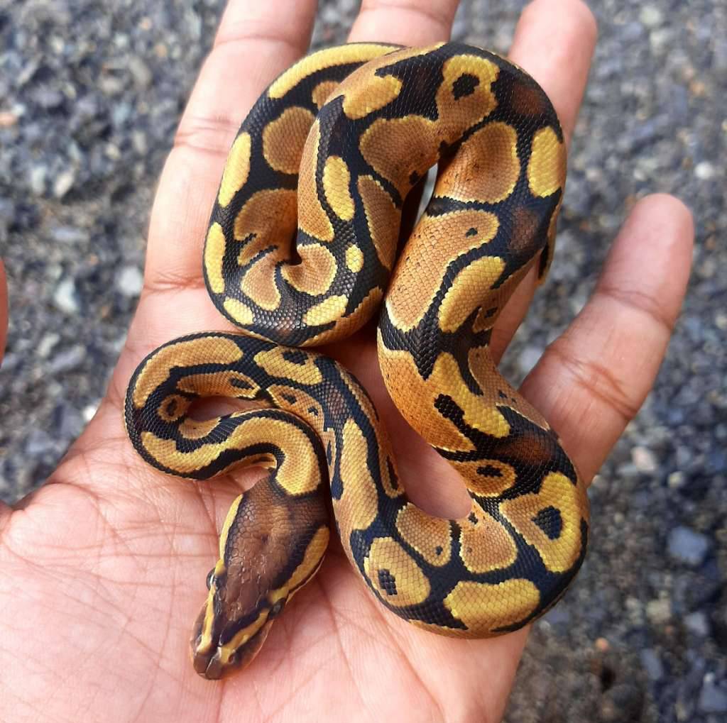 ball-python-specter-OG3D2Q0KT0