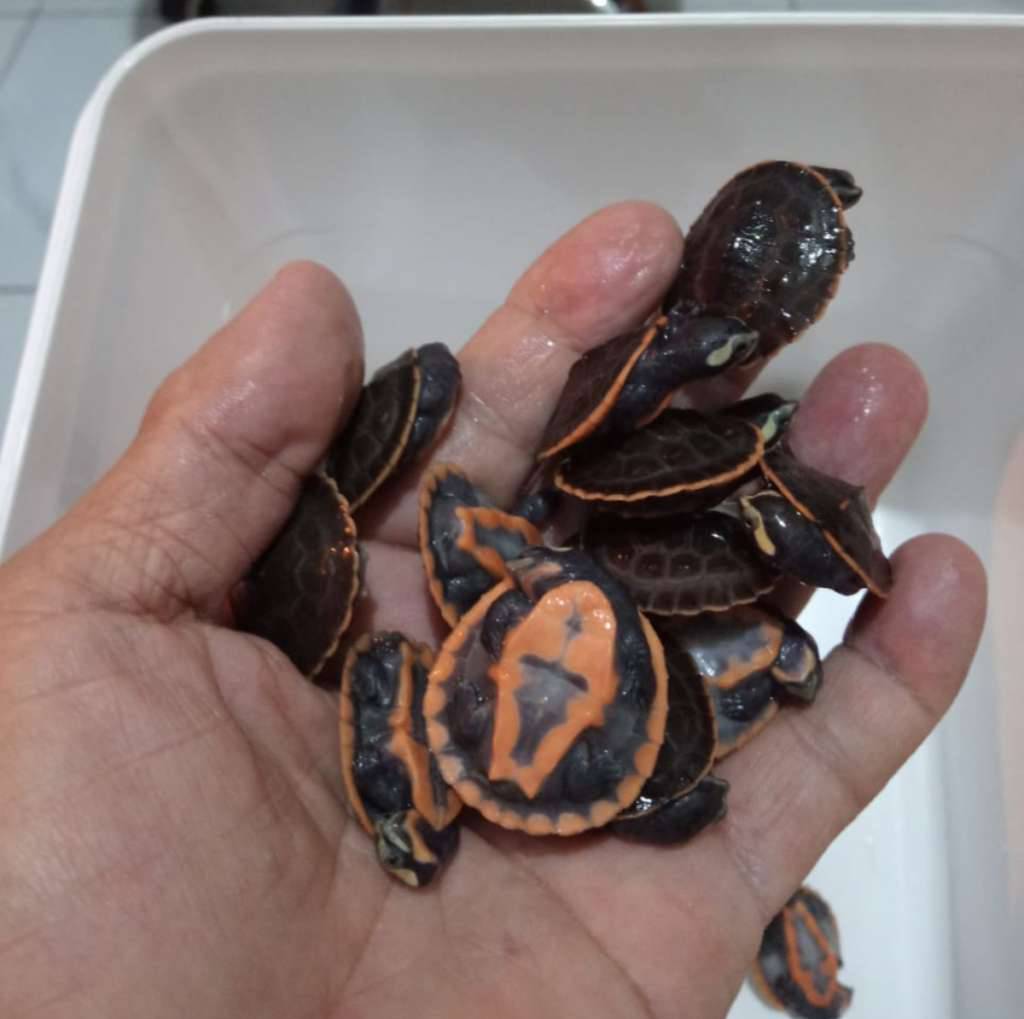 kura-damer--dada-merah-M0VNFH6FTG