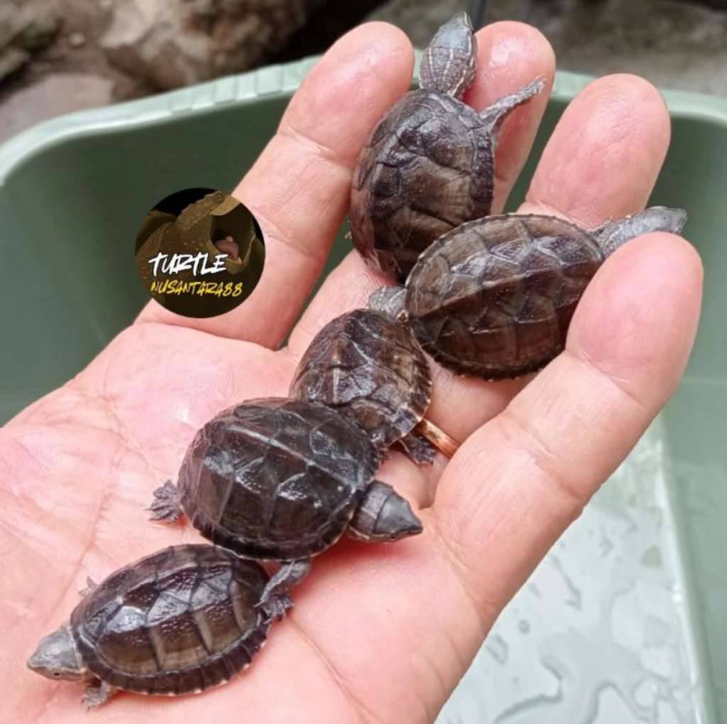 kura-stinkpot-2U33F1O4HG