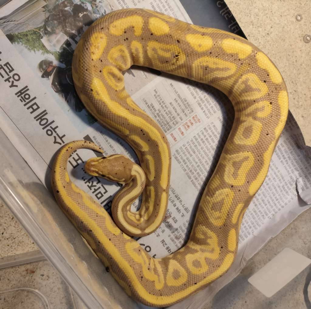 banana-blackpastel-het-pied-UJ3PN0JKFY