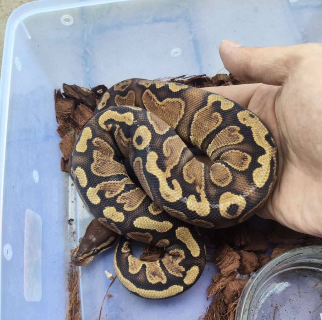 ghi-yellowbelly-hetclown-E1XCLCJPDV