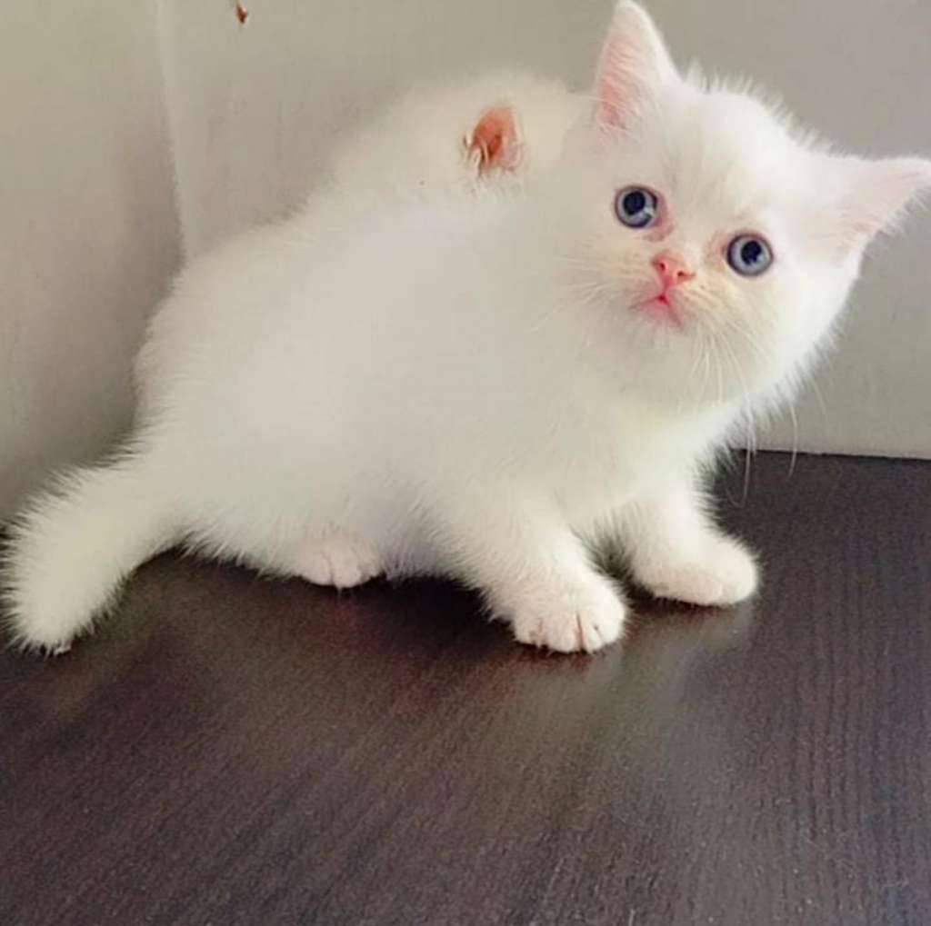 bsh-non-ped-white-solid-mata-biru-DEN9PZYM9D