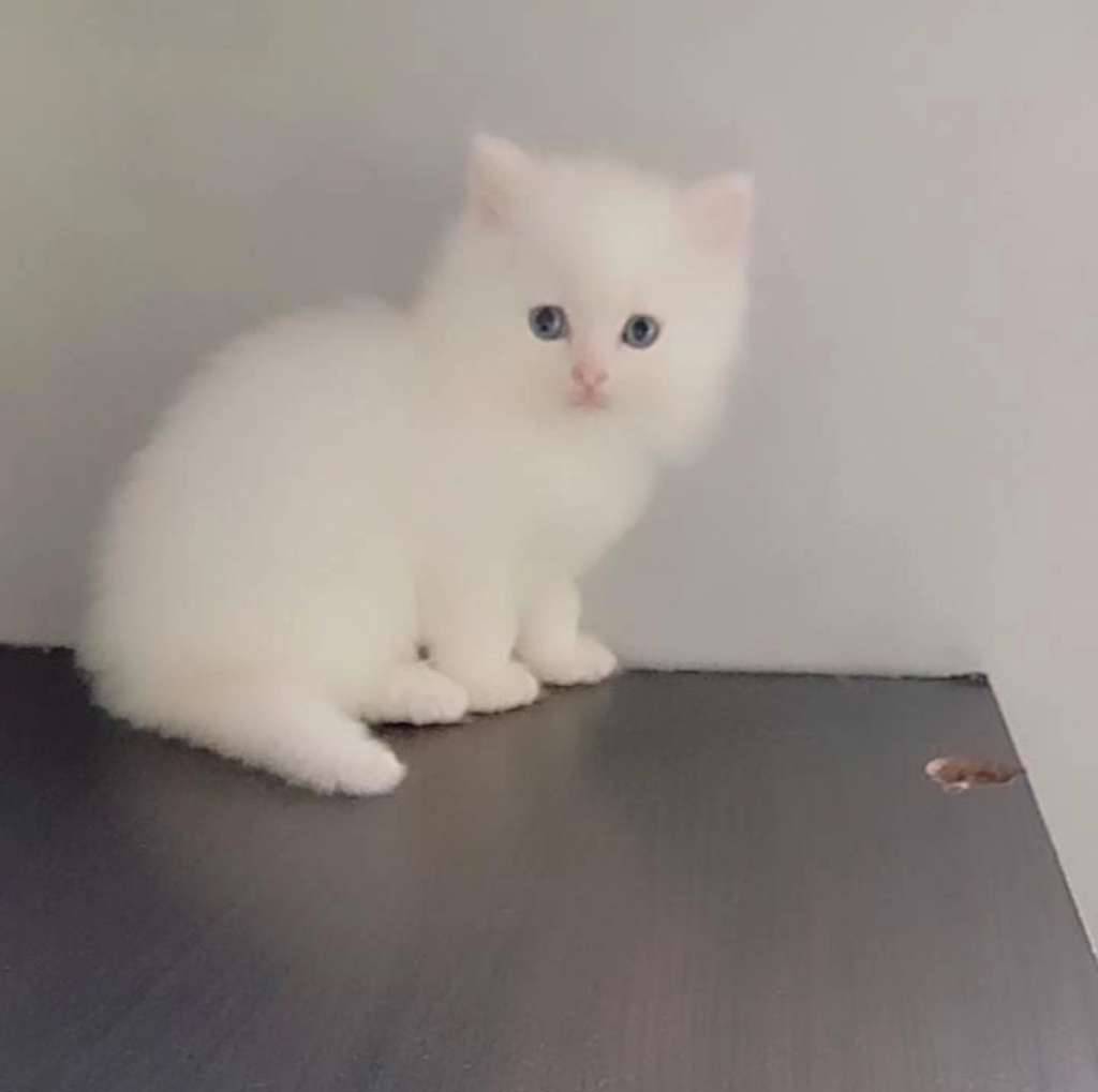 blh-non-ped-white-solid-mata-biru-9WQA8GAWTD