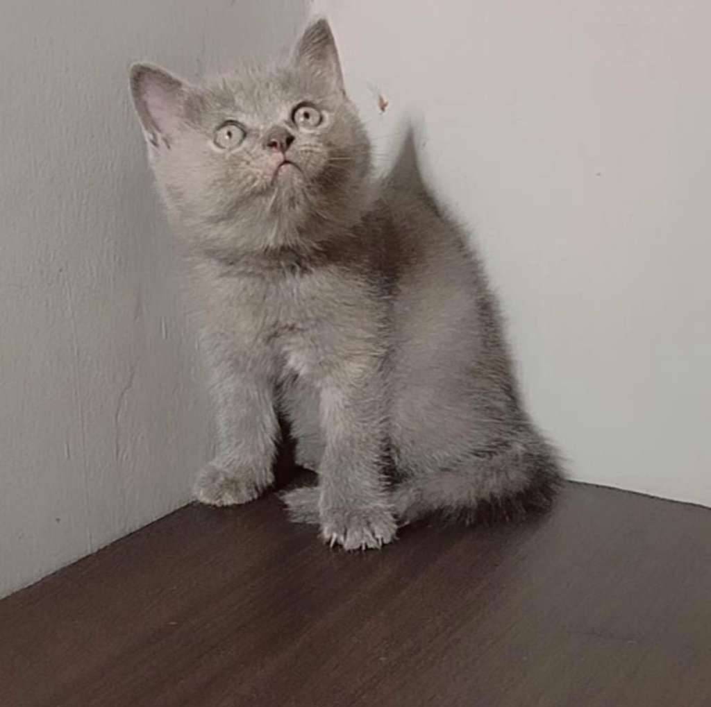 bsh-non-ped-abu-NNSVWWTQ31