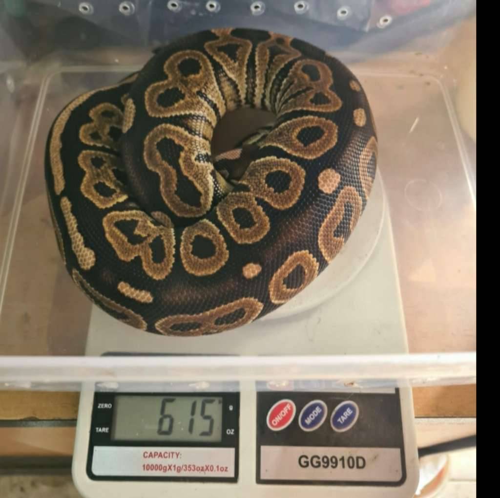 female-cinnamon-het-lavender-ph-clown-AGMNJFRYLW