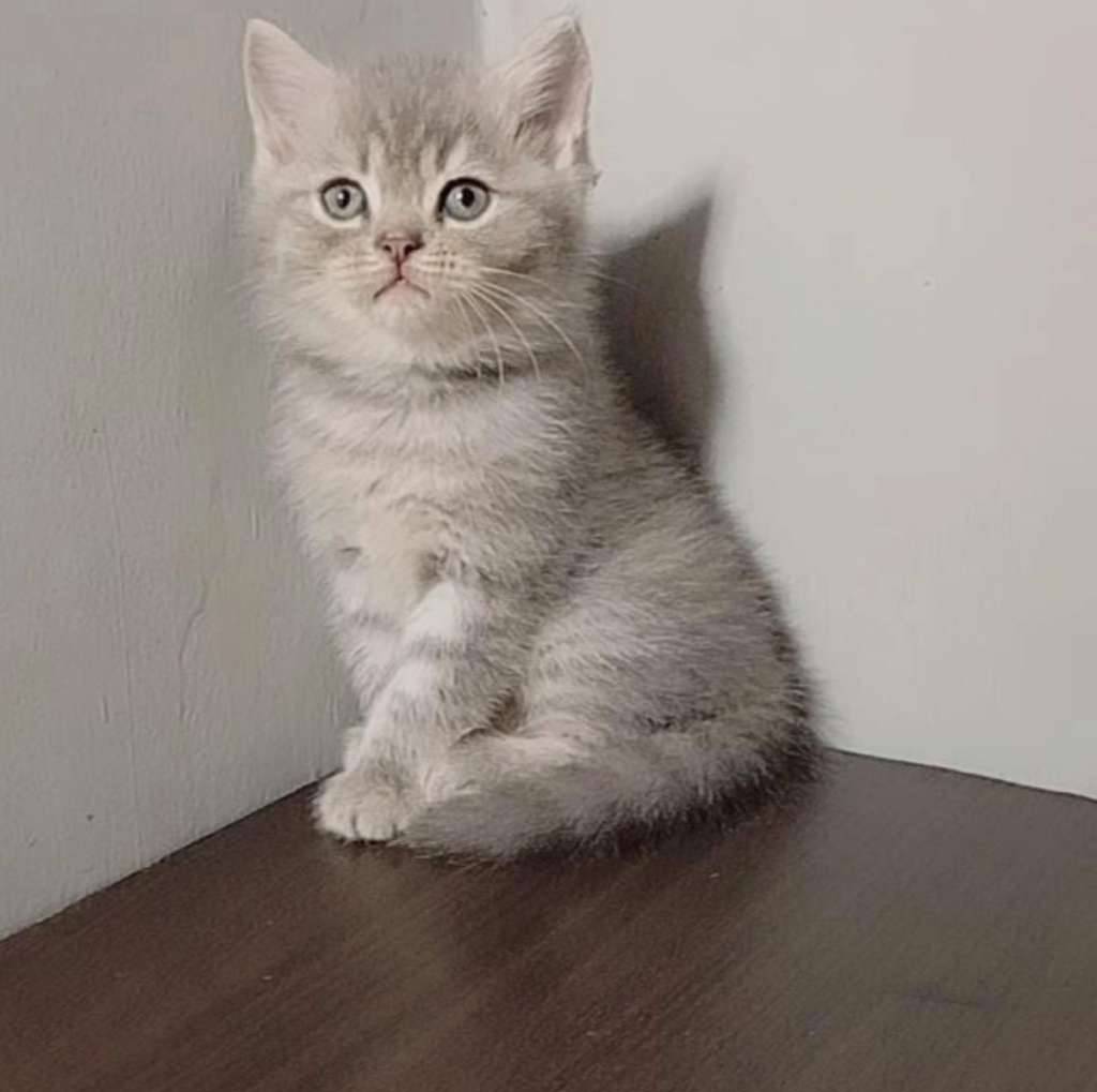 bsh-non-ped-mujair-jantan-FQKVH10T5T