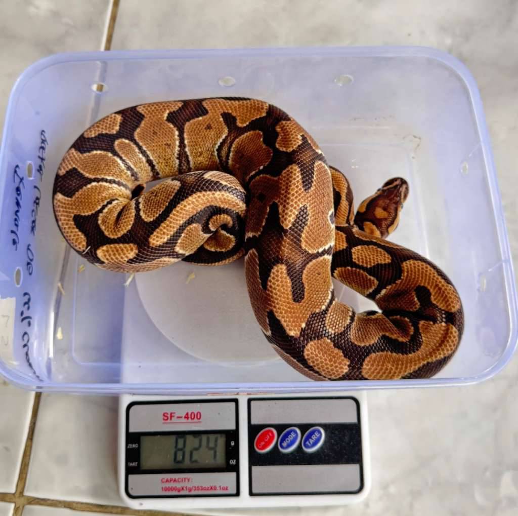 ball-python-fire-het-albino-female-2PO4XZIHYD