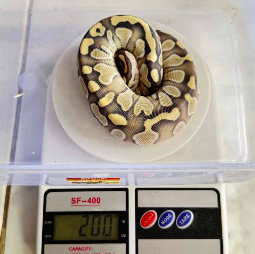 ball-python-dg-pastel-lesser-66-clown-YQ4HEAXD1U