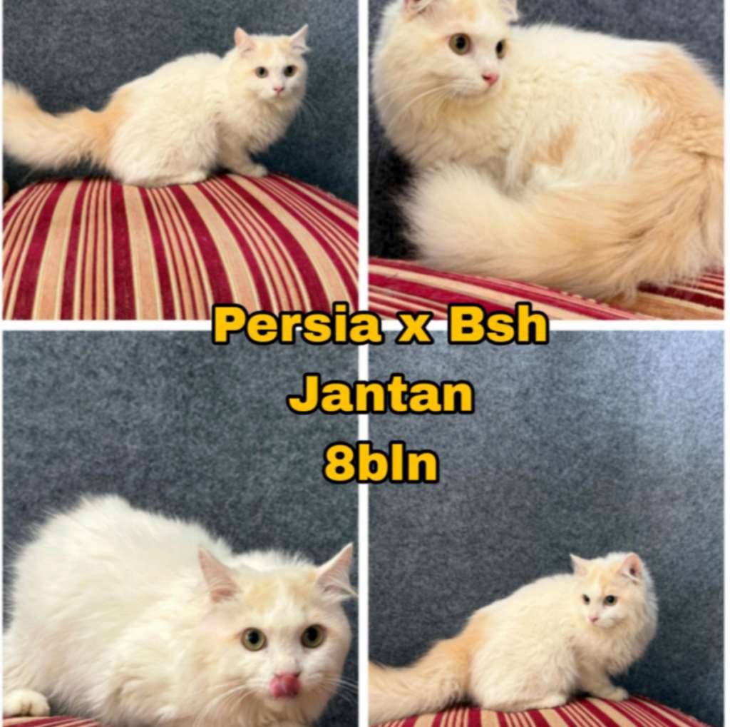 persia-x-bsh-RNON2ON5UC