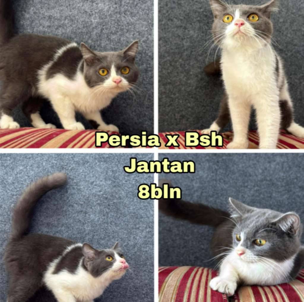 persia-x-bsh-FCYT2QCBKL