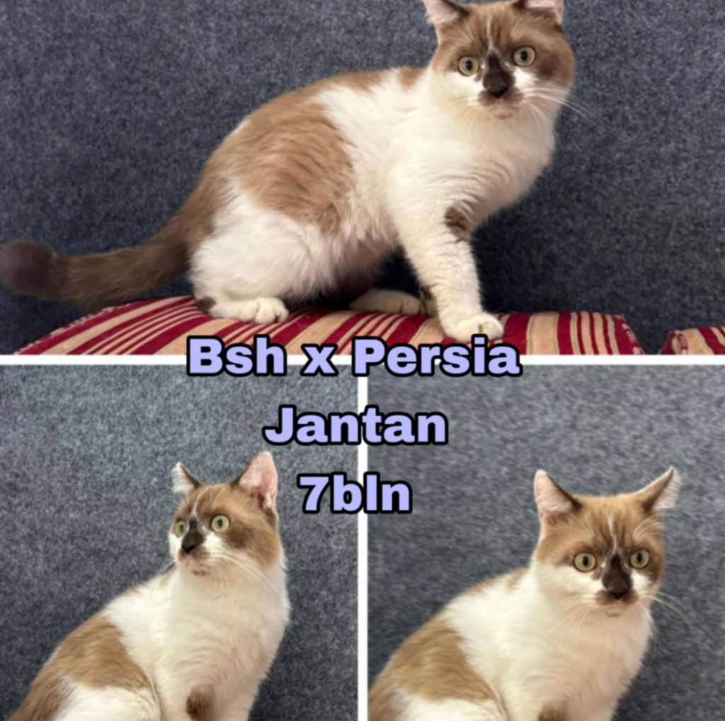 bsh-x-persia-411XK163V2