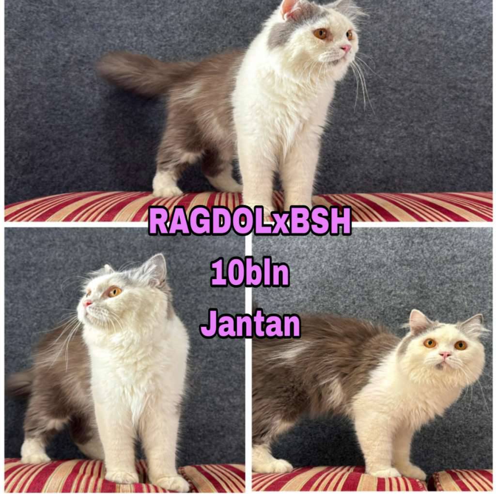 ragdol-x-bsh-MX19S7SVHT