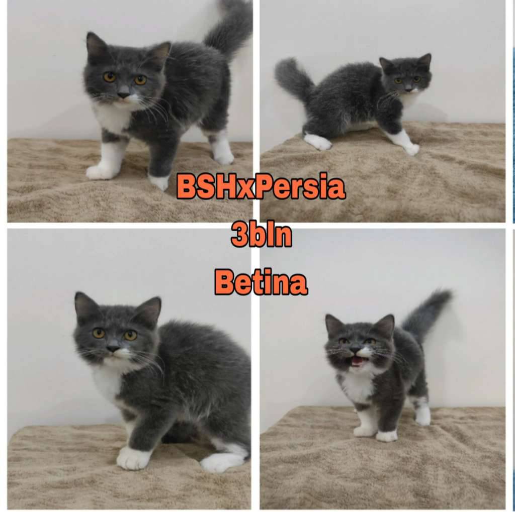 bsh-x-persia-95605UP5L9