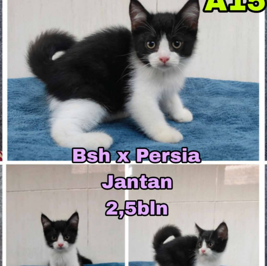 bsh-x-persia-INQ04QDN6A