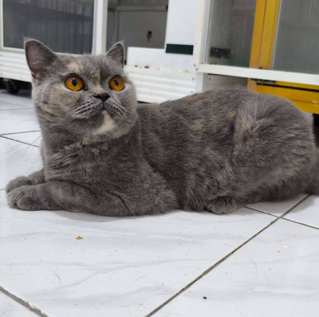 british-shorthair-blue-tortie-proven-ped-wcf-8LQDQ2WYE6