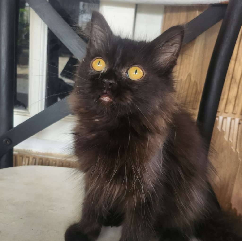 mix-maincoon-KCXIC08UZX