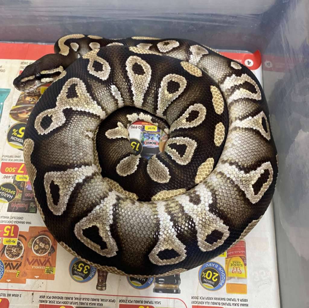 mojave-dh-clown-hypo-JPPWFQV4EV