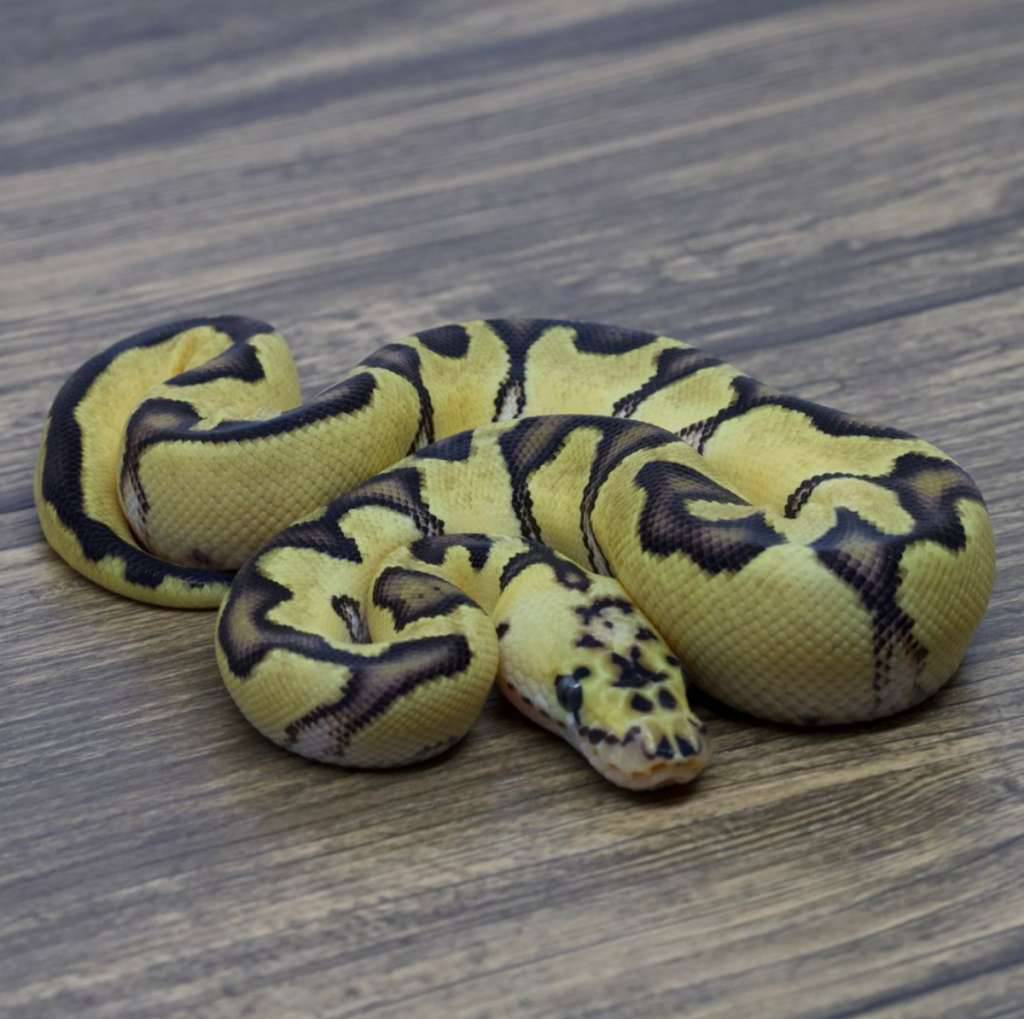 enchi-pastel-clown-het-lavender-VNGEZTZR4G