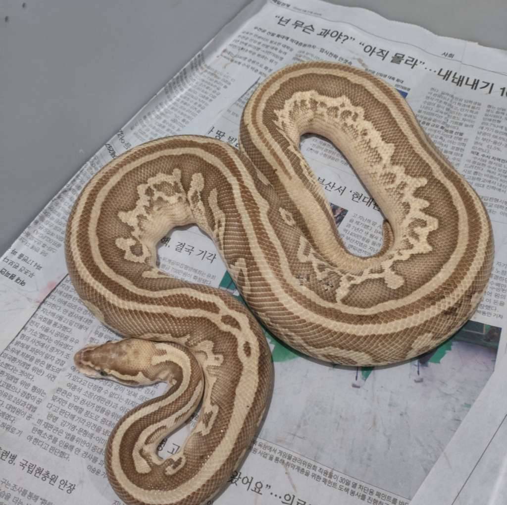 leopard-lesser-pastel-het-clown-HN0JA5RKQ3