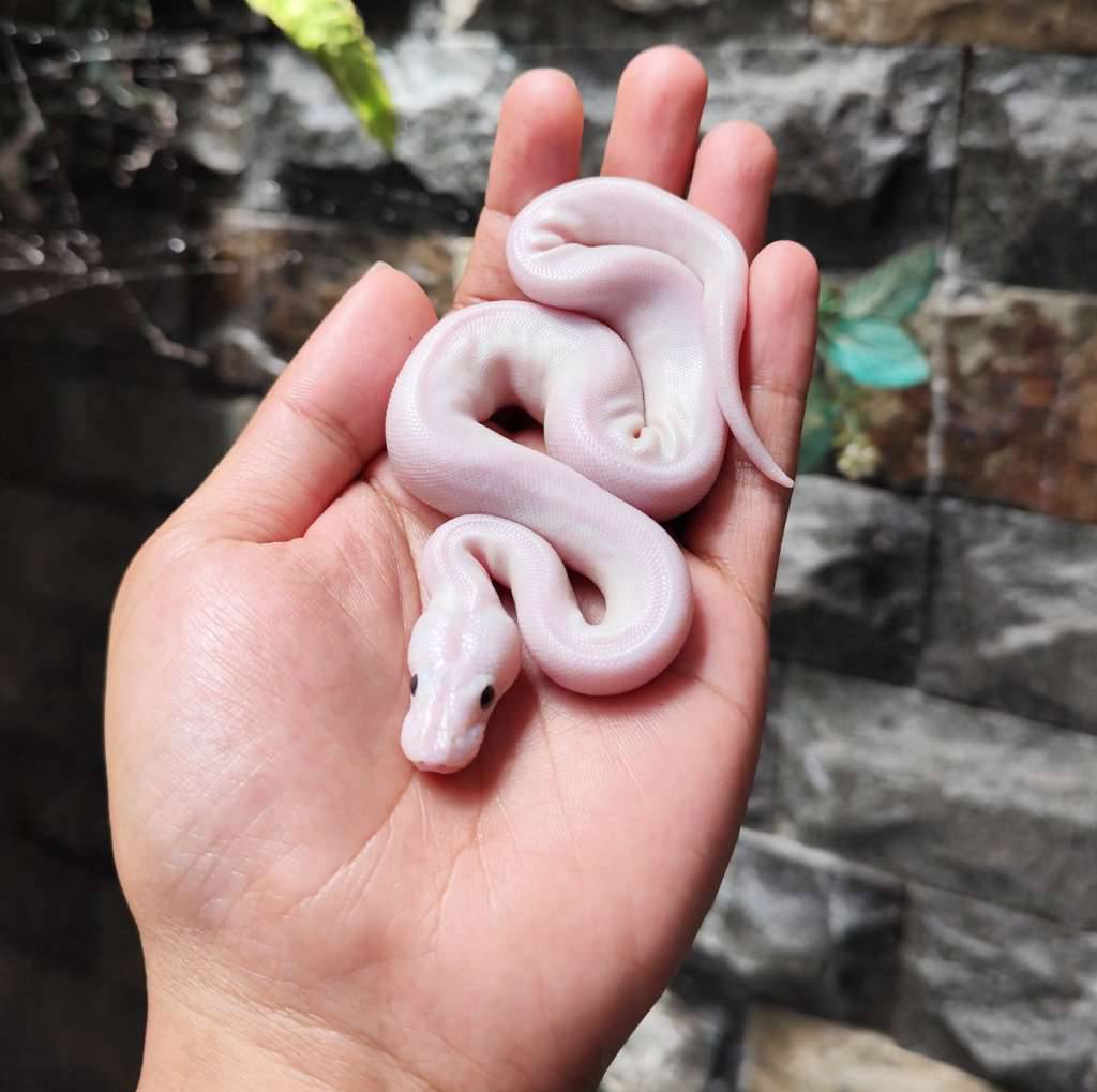 blue-eye-leucistic-ZA0KRPWGTG