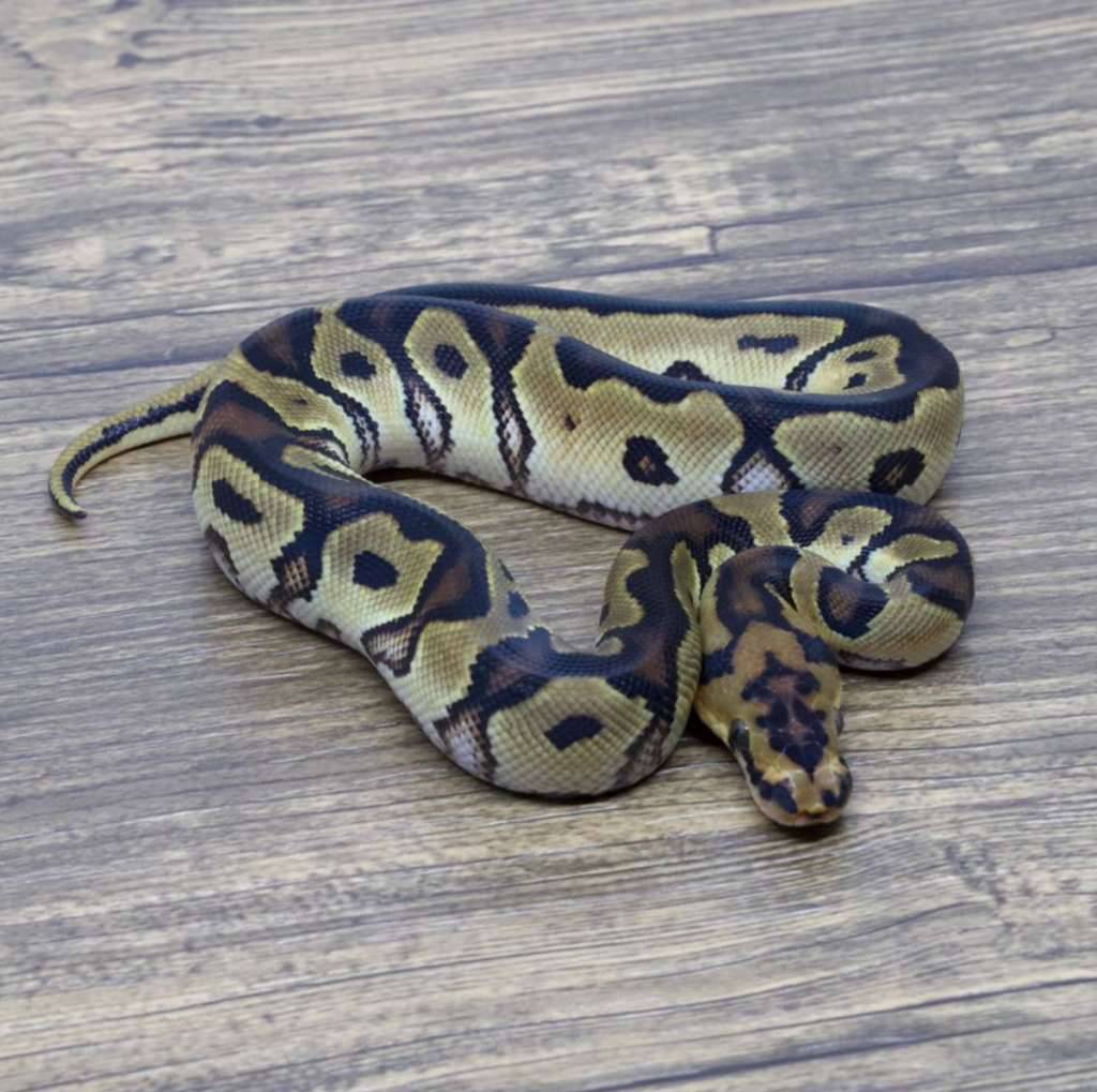 orange-dream-clown-66-het-pied-EPW5G8G3MN