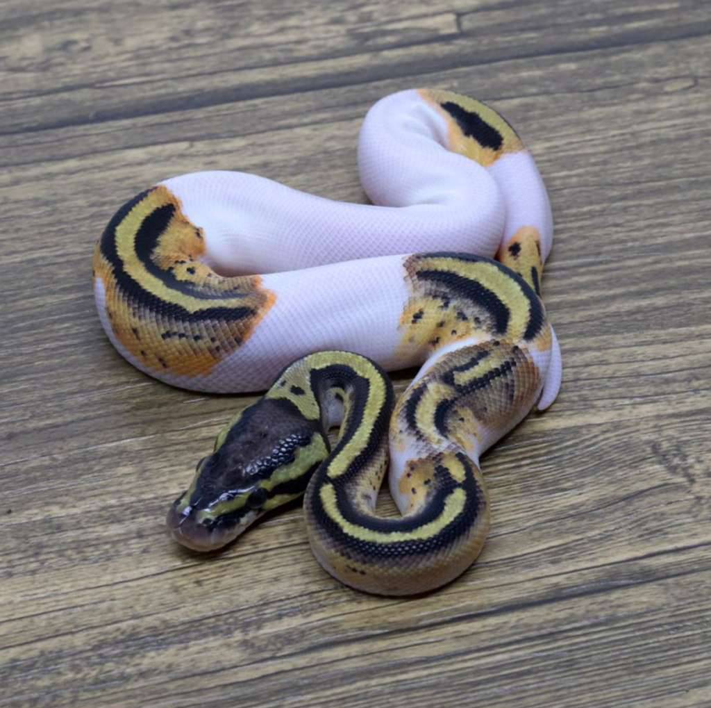 yellow-belly-pied-het-clown-G03R8PXXP3