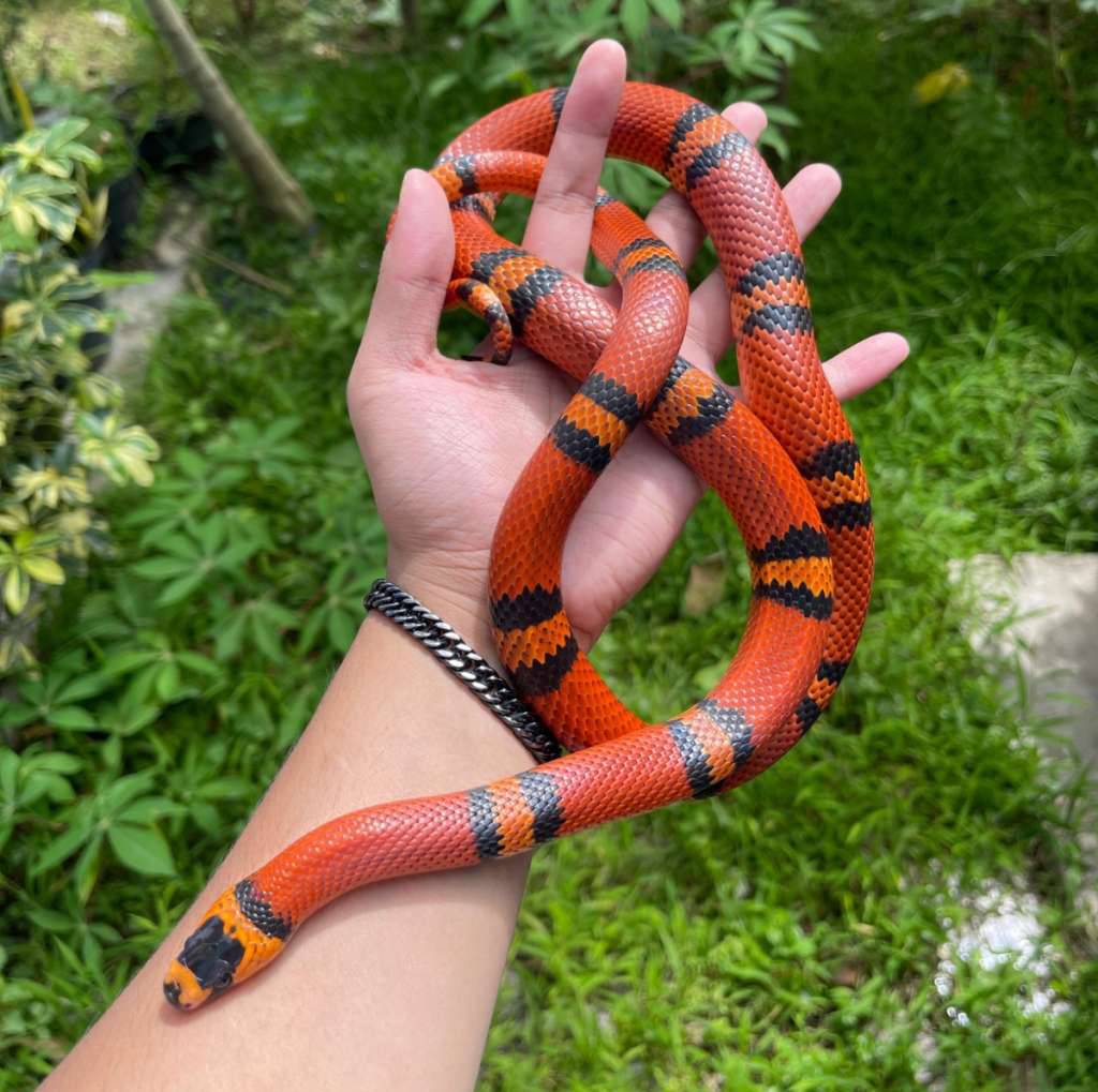 milksnake-tangerine-honduran-MZN1IQ8ESN