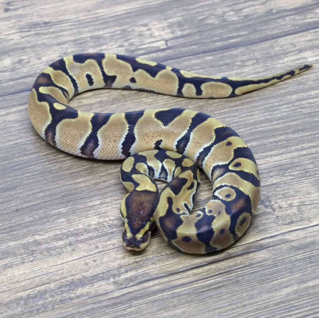 enchi-yellow-belly-het-clown-het-pied-B9D9DTO7LE