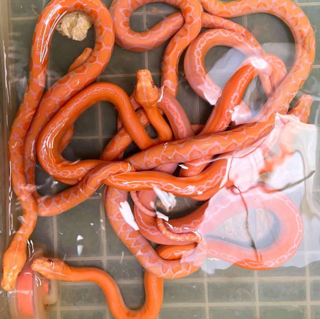 reticulated-python-gc-wp-CGE9EH3O3O