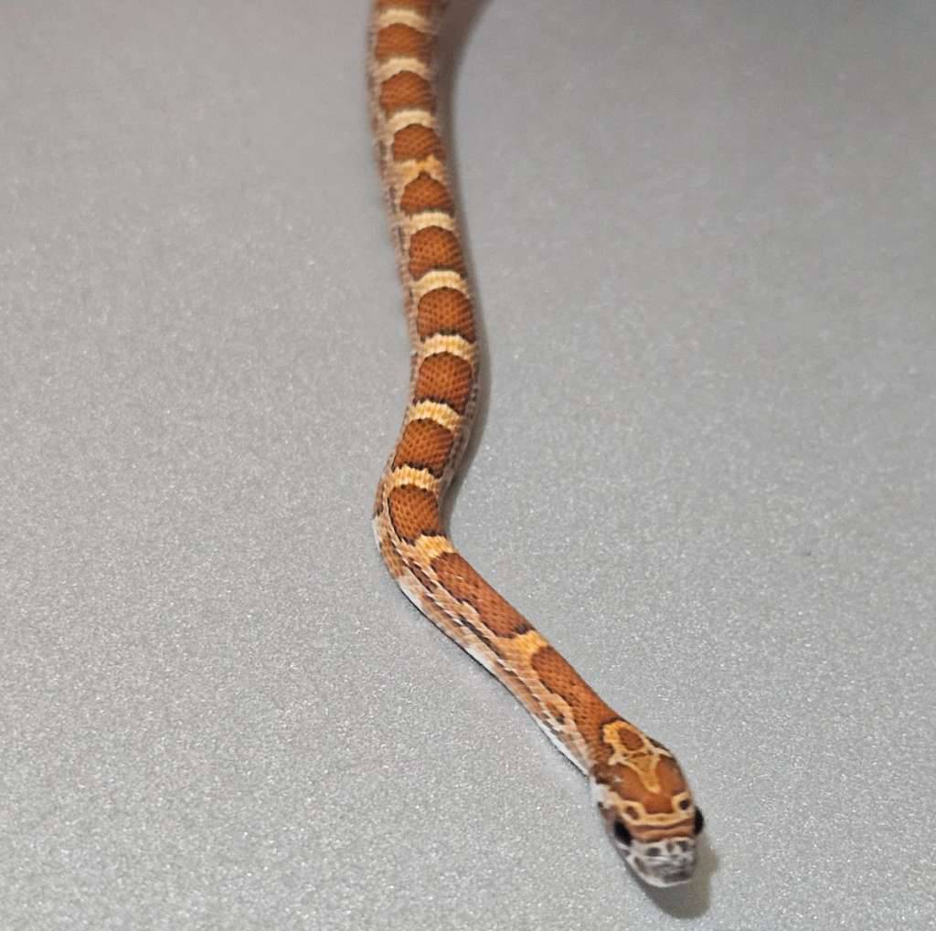 cs-sunkissed-het-anery--PK3CEBKRQ6